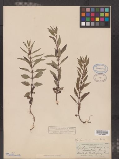Lycopus americanus