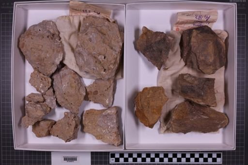 mixed taxa, stratigraphic collection