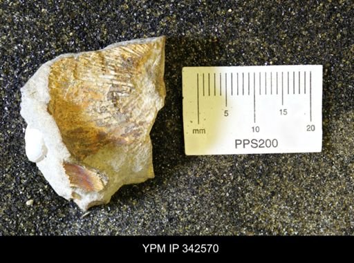 undet. Mollusca