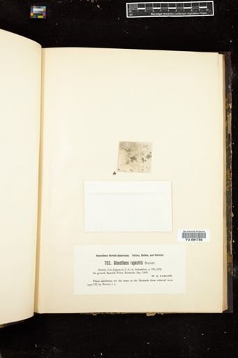 Gloeothece rupestris