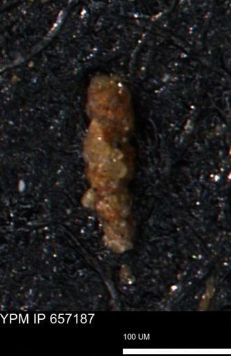 Verneuilinoides kansasensis