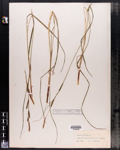 Carex stricta