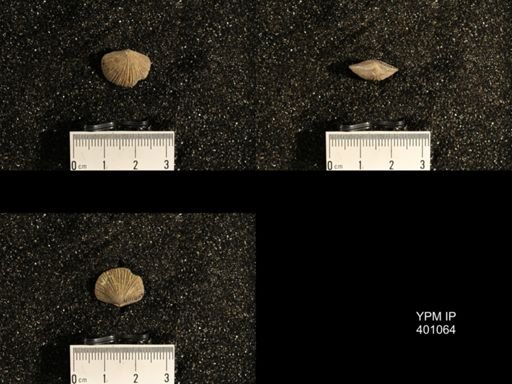 Dinorthis subquadrata