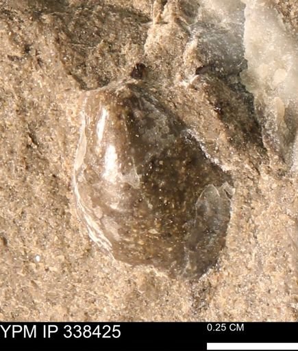 undet. Bivalvia