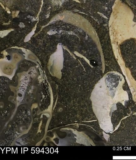 Protocardia sp.
