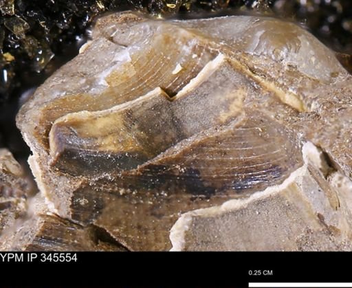 Limopsis striatopunctatus