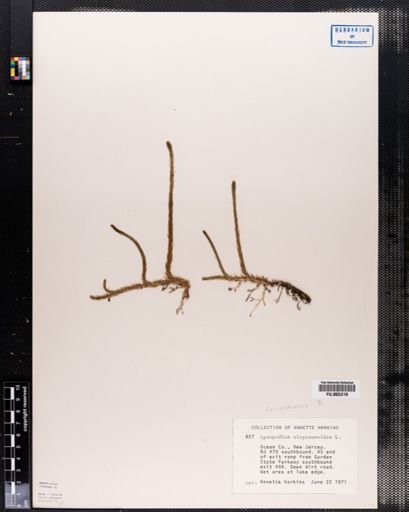 Lycopodium alopecuroides