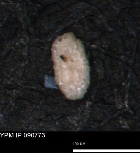 Spirolocammina planula