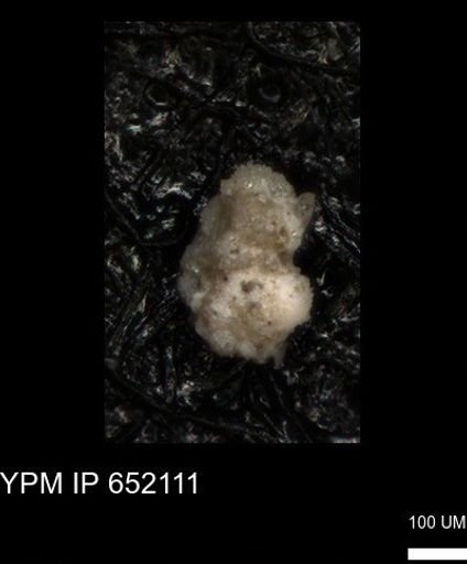 undet. Foraminiferida