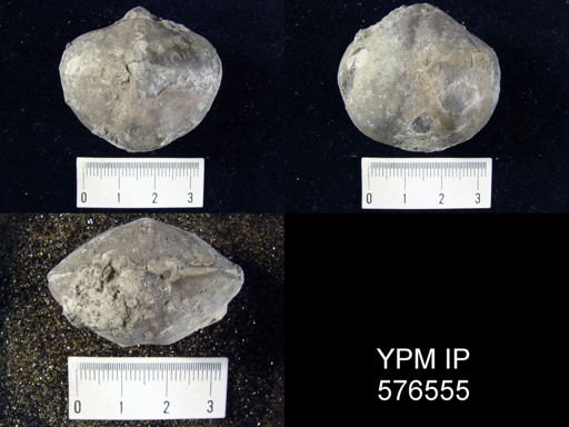 Spirifer radiatus