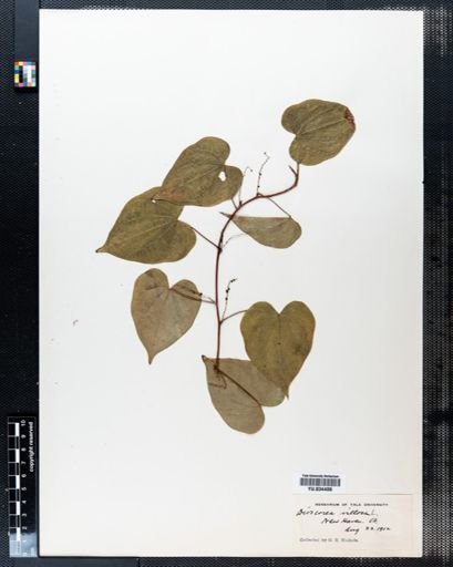 Dioscorea villosa