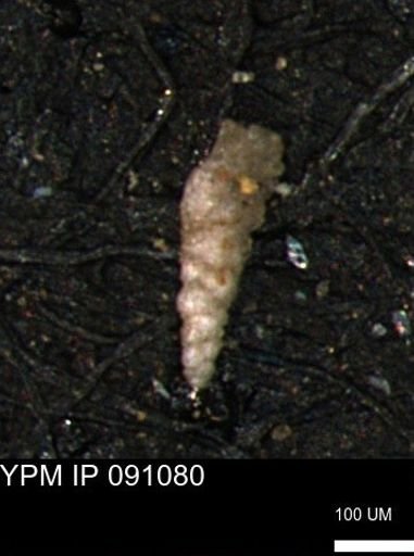 Verneuilinoides kansasensis