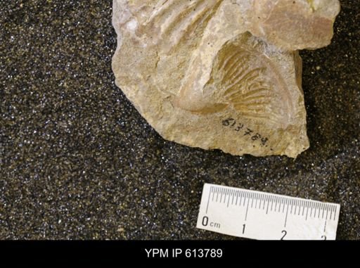 undet. Collignoniceratidae