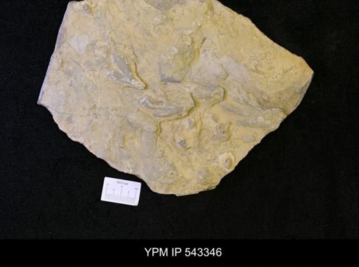 Dactylophycus sp.