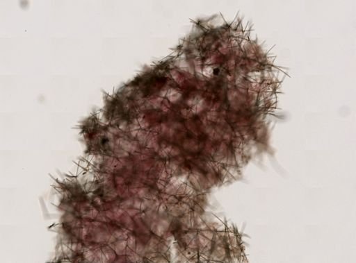 Haliclona (Gellius)