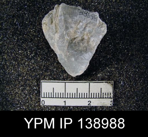 Productus (Striatifera) compressus
