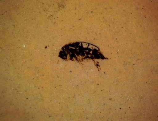 undet. Coleoptera
