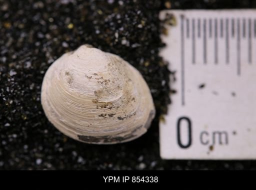 Limopsis striatopunctatus