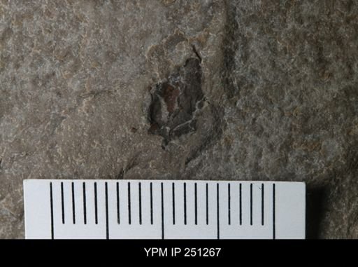 undet. Eurypterida