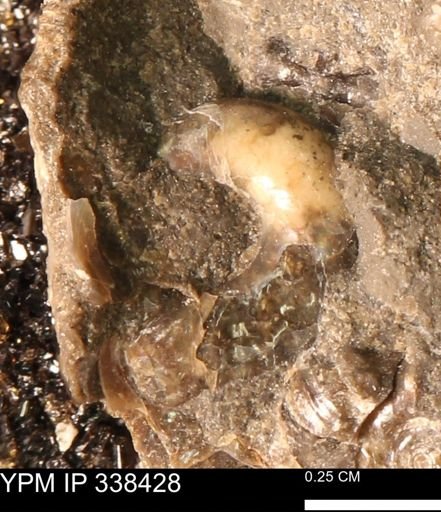 undet. Ammonoidea