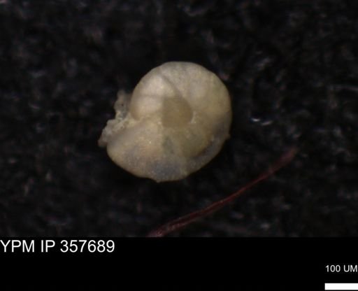 undet. Foraminiferida