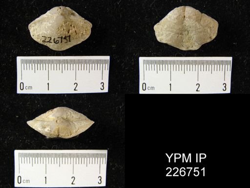 Cleiothyridina prouti