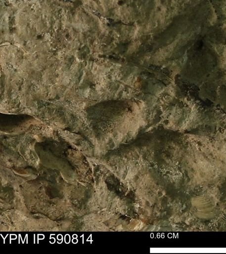 undet. Bivalvia