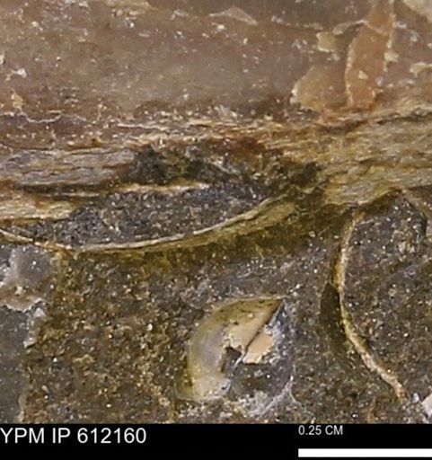 Pseudoptera subtortuosa