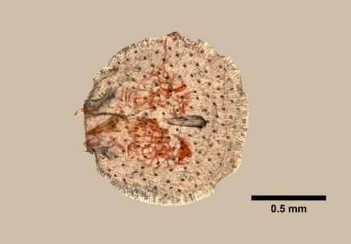 Terebratalia obsoleta
