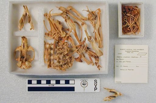 Ondatra zibethicus zibethicus