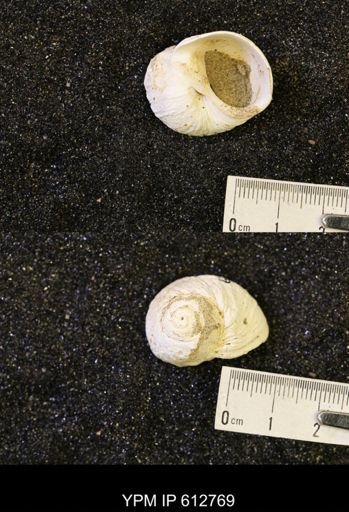 Vanikoropsis sp.
