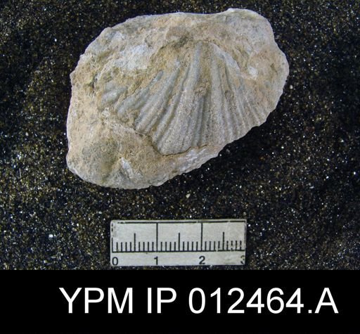 Neospirifer pseudocameratus
