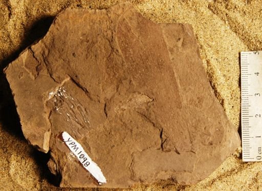 Noeggerathiopis sp.