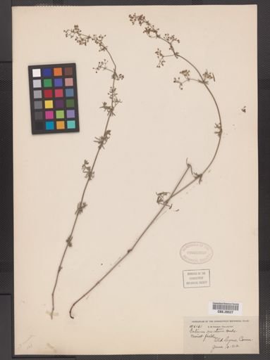 Galium erectum