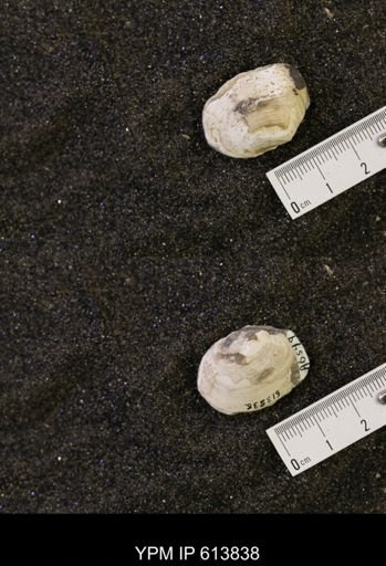 Cucullaea sp.