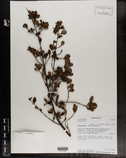 Plantae