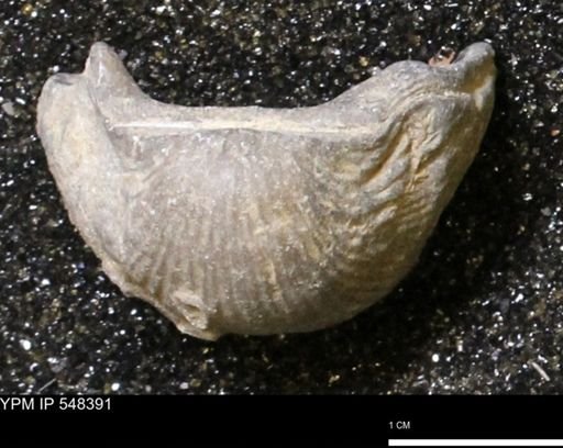 Stropheodonta navalis