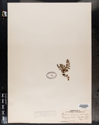 Woodsia
