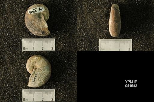 Hoploscaphites nicolletii