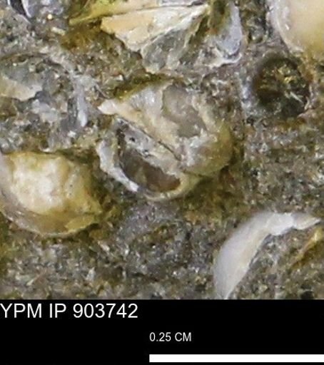 Corbulamella sp.