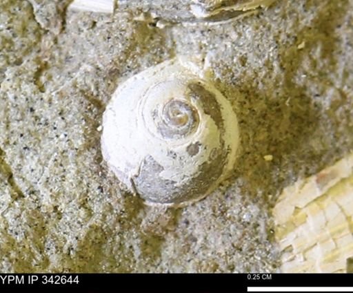 Euspira sp.