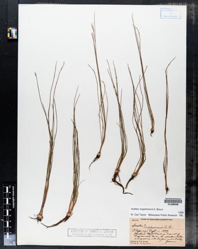 Isoetes engelmannii