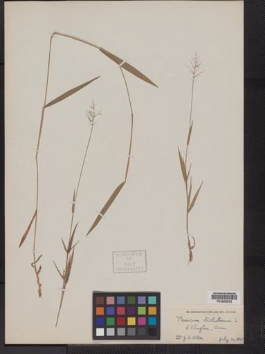 Panicum dichotomum