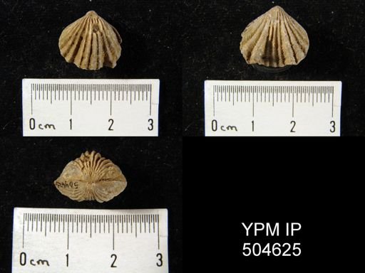 Rhynchotrema?