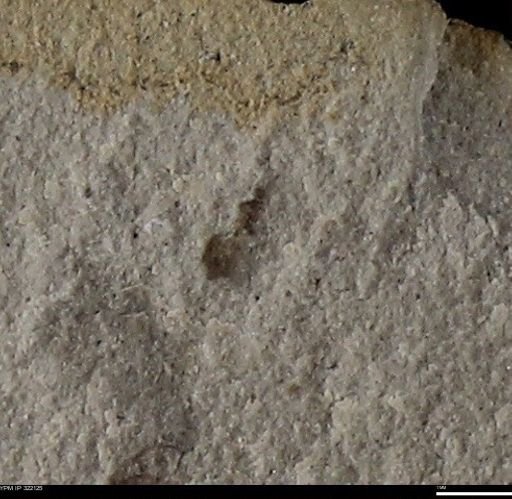 undet. Insecta