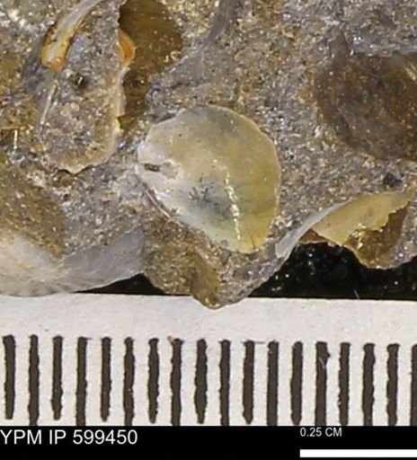 Protocardia subquadrata