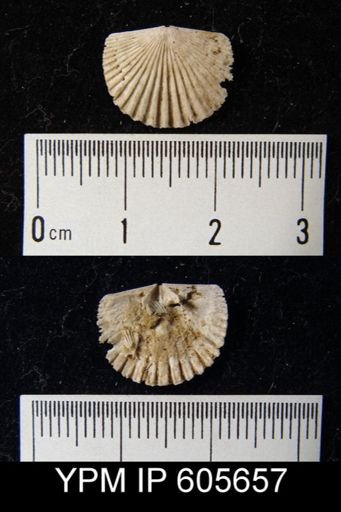 Hesperorthis sp.