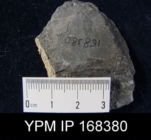 Stropheodonta planulata