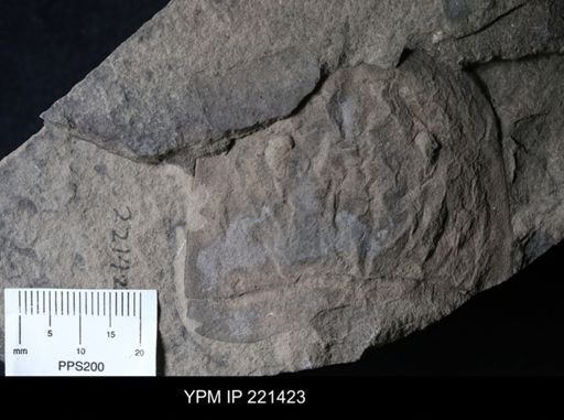 Eurypterus remipes