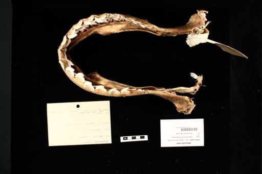 Galeocerdo cuvier